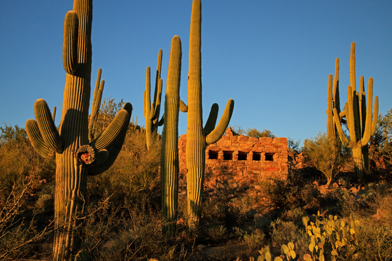 Saguaro National Park