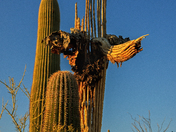 Saguaro National Park