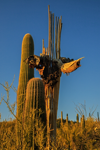 Saguaro National Park