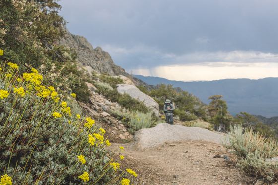 Inyo National Forest