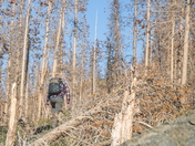 Medicine Bow National Forest