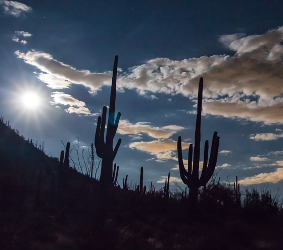 Saguaro National Park West