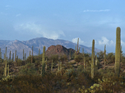 Saguaro National Park West
