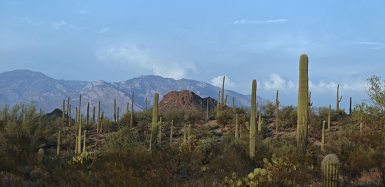 Saguaro National Park West
