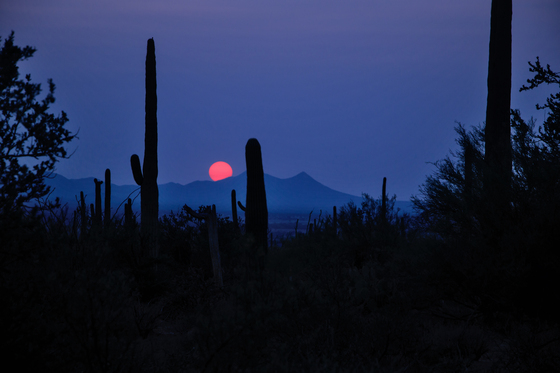 Saguaro National Park West