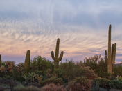 Saguaro National Park West