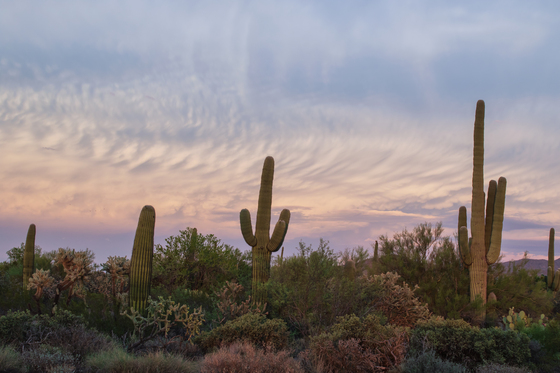 Saguaro National Park West