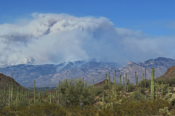 Saguaro National Park West
