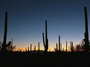 Saguaro National Park West