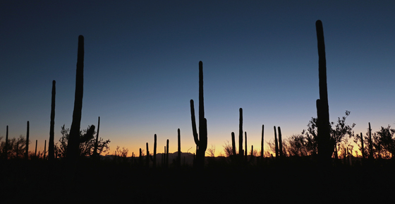 Saguaro National Park West