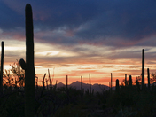 Saguaro National Park West
