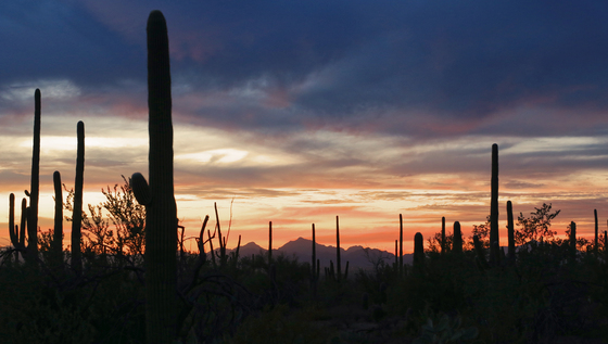 Saguaro National Park West