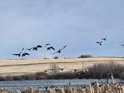 Flighty Geese