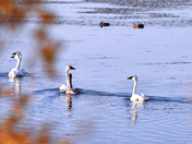 Autumn Swans