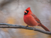 Northern Cardinal