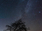 Spooky Tree at night