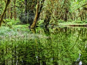 Olympic National Park