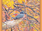 Kingfisher in fall colours