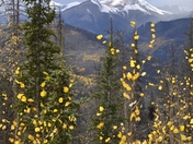Gunnison National Forest