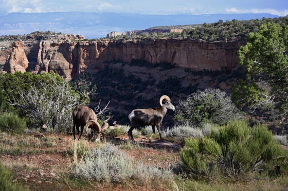 Colorado National Monument