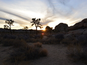 Joshua Tree National Park