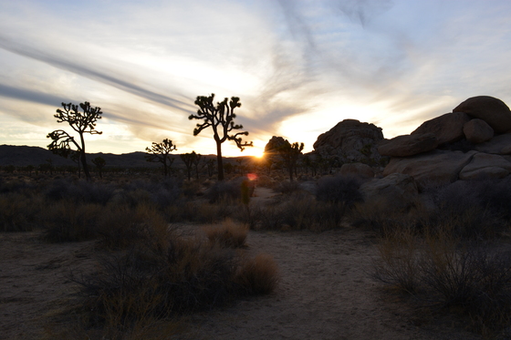 Joshua Tree National Park