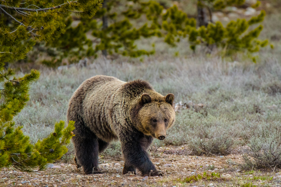 Grand Teton National Park