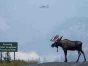 King Bull Moose