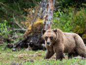 Charlie from The Khutz!