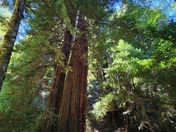 Muir Woods