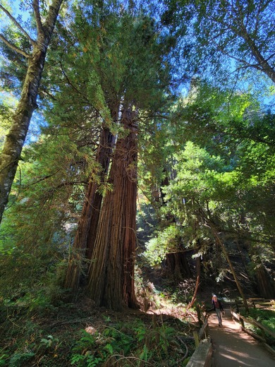 Muir Woods