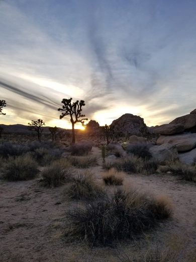 Joshua Tree National Park 
