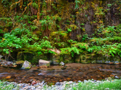 Willamette National Forest
