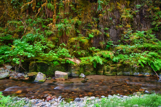 Willamette National Forest