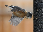 Red Breasted Nuthatch