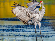 The Sandhill Crane Tango