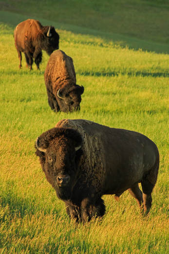 Badlands National Park