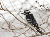 Downy woodpecker