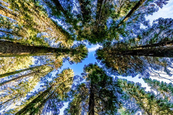 Yosemite National Park 