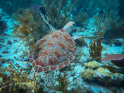Virgin Islands Coral Reef National Monument
