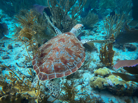 Virgin Islands Coral Reef National Monument