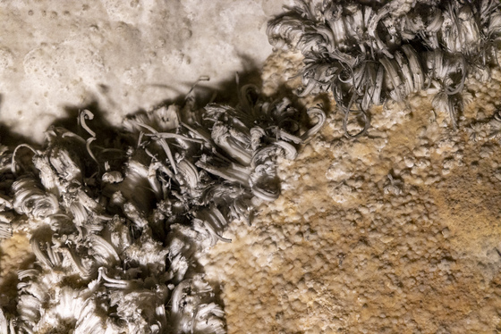 Mammoth Cave National Park