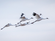 Whooping Cranes in the Wild 2022 ~ Migration