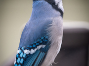 Blue Jay through my Window! 