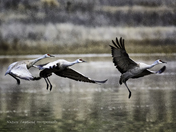 Sandhill Cranes on lift-off