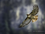Red-tailed Hawk