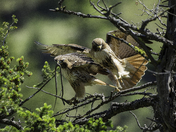 Nesting Pair of Red-tailed Hawks