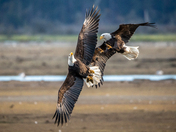 SPARRING EAGLES