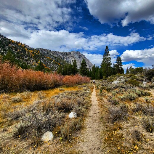 Inyo national forest