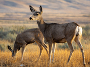 Mule Deer